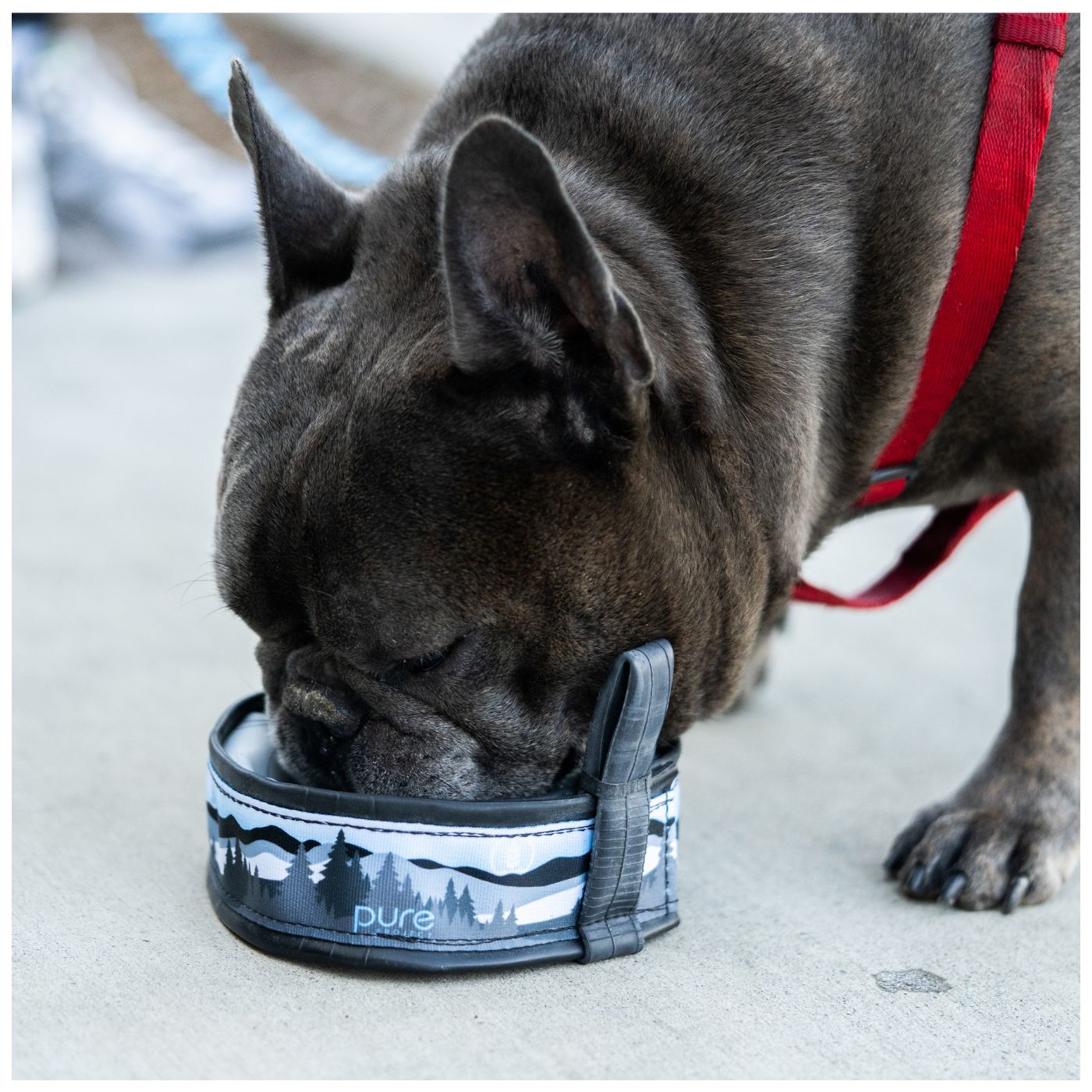 Collapsible Dog Travel Bowl