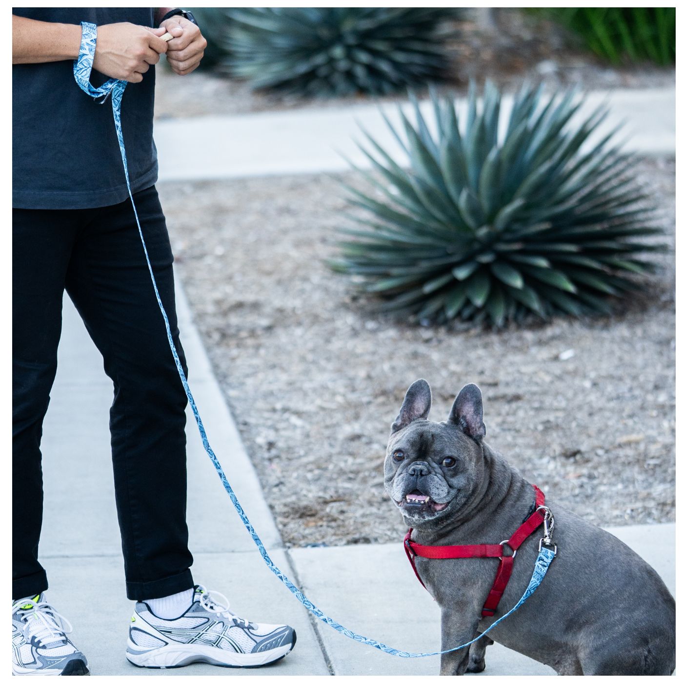 Ecoweave Dog Leash